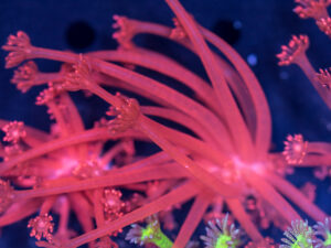 Goniopora