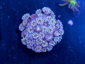 Goniopora
