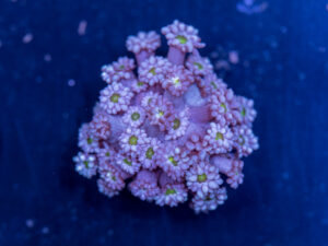 Goniopora