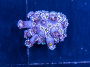 Goniopora