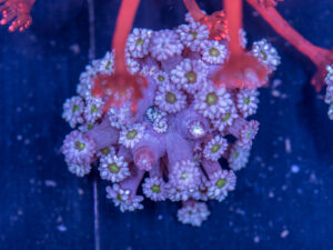 Goniopora