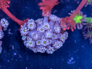 Goniopora