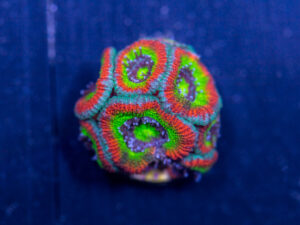 Acan - Holy Grail