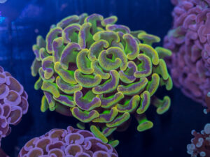 Hammer - Branching - Neon Pulse