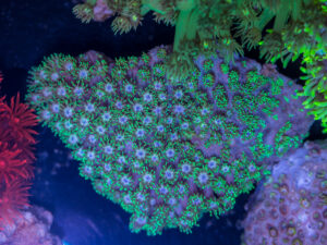 Goniopora