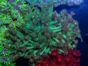 Goniopora