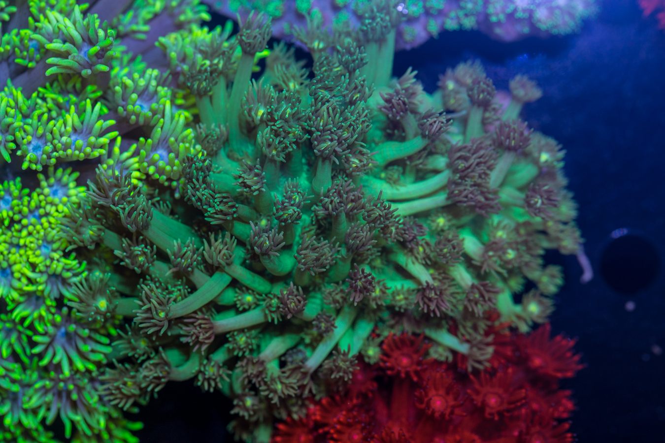 Goniopora 1 Goniopora