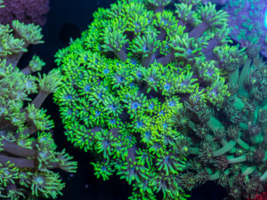 Goniopora