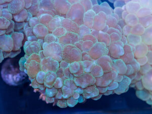 Bubble