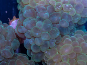 Bubble