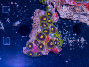 Zoanthids