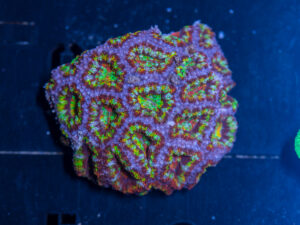 Acan - Lord Howe