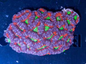 Acan - Lord Howe