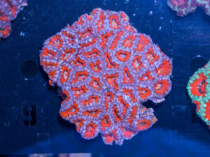 Acan - Lord Howe