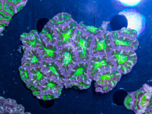 Acan - Lord Howe