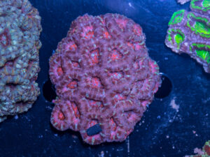 Acan - Lord Howe