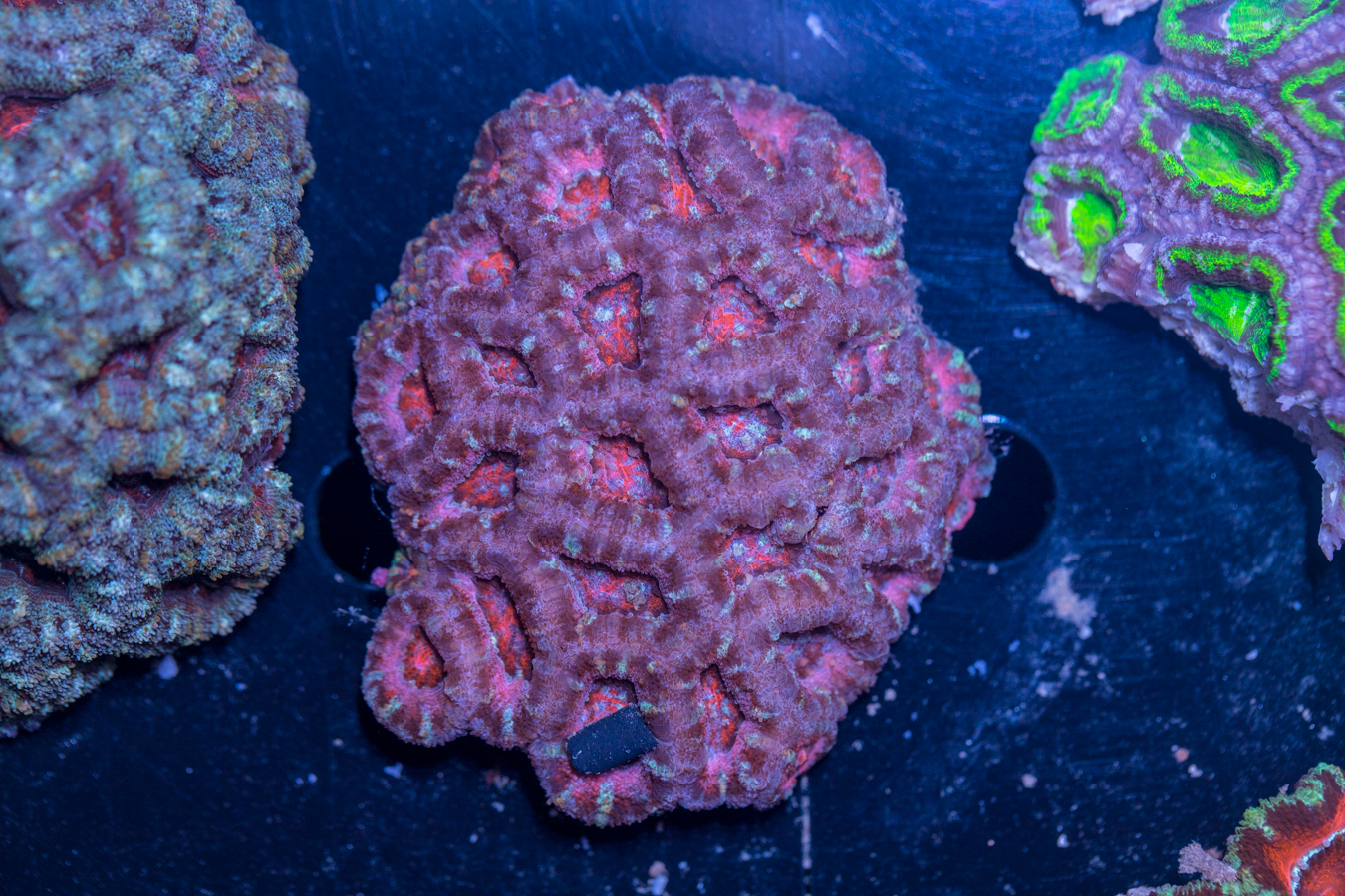 Acan - Lord Howe 1 Acan - Lord Howe