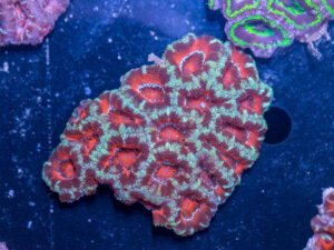 Acan - Lord Howe