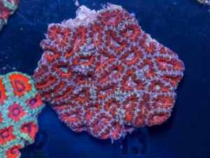 Acan - Lord Howe