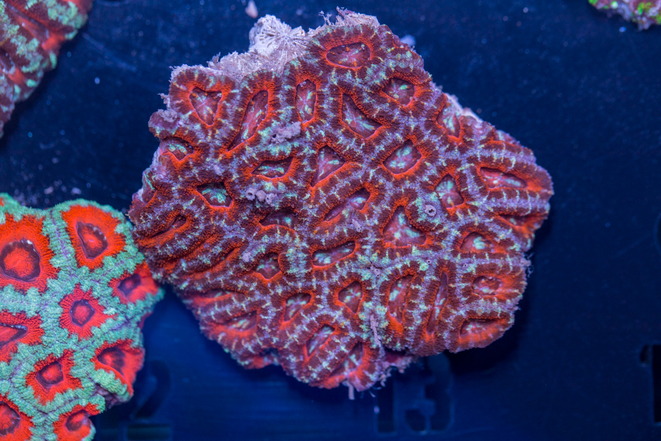 Acan - Lord Howe 1 Acan - Lord Howe
