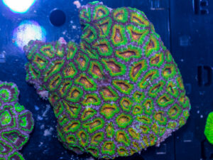 Acan - Lord Howe