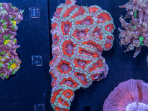 Acan - Lord Howe