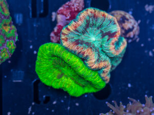 Trachyphyllia