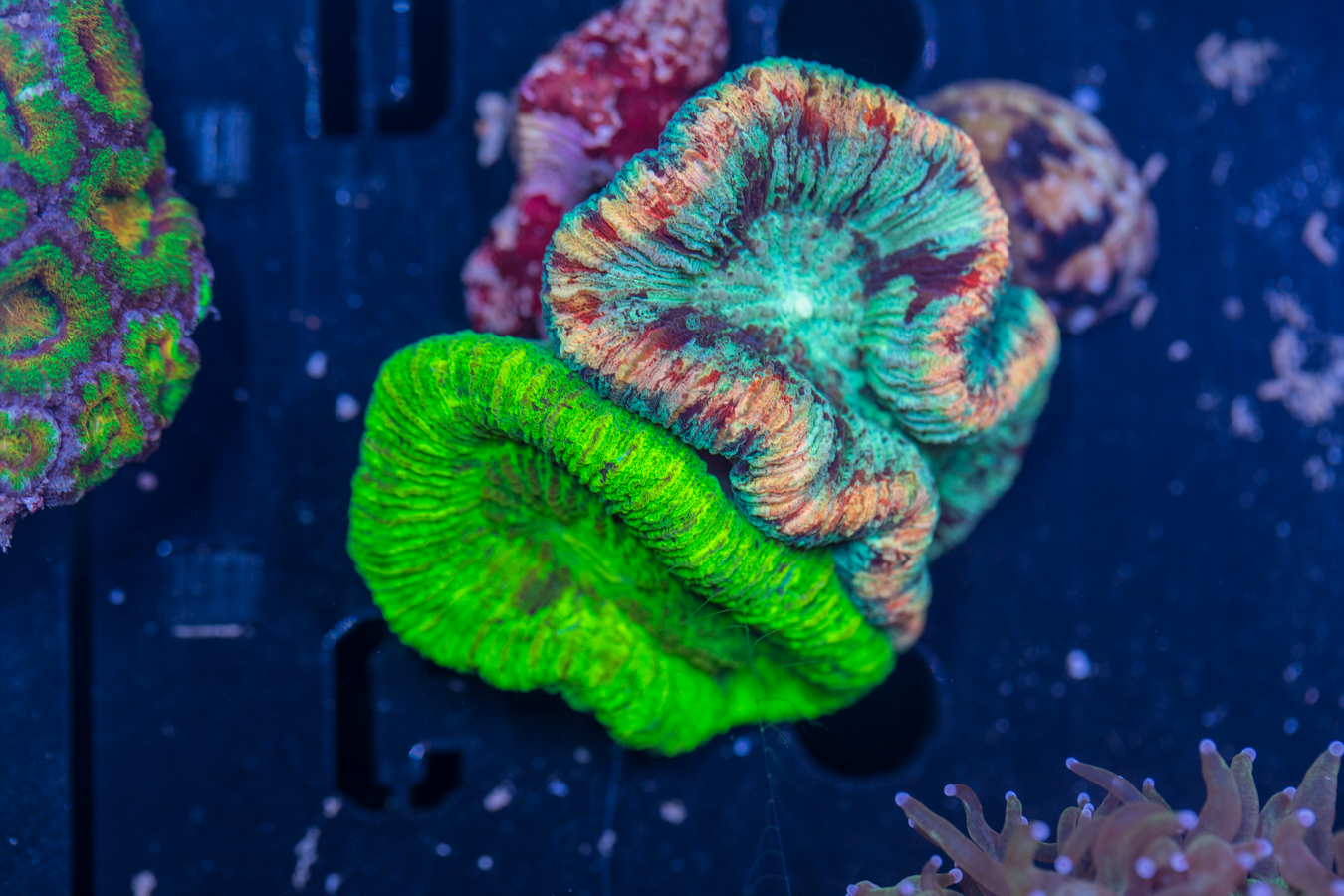 Trachyphyllia 1 Trachyphyllia