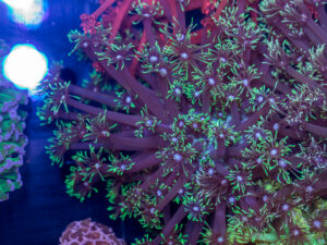 Goniopora