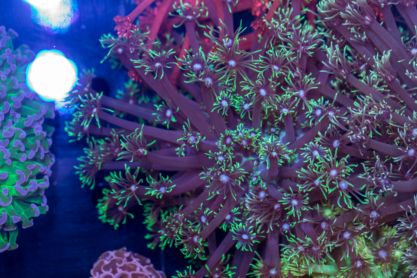 Goniopora