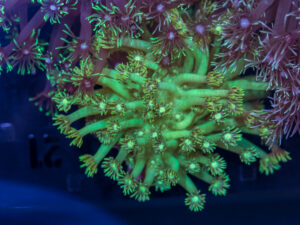 Goniopora