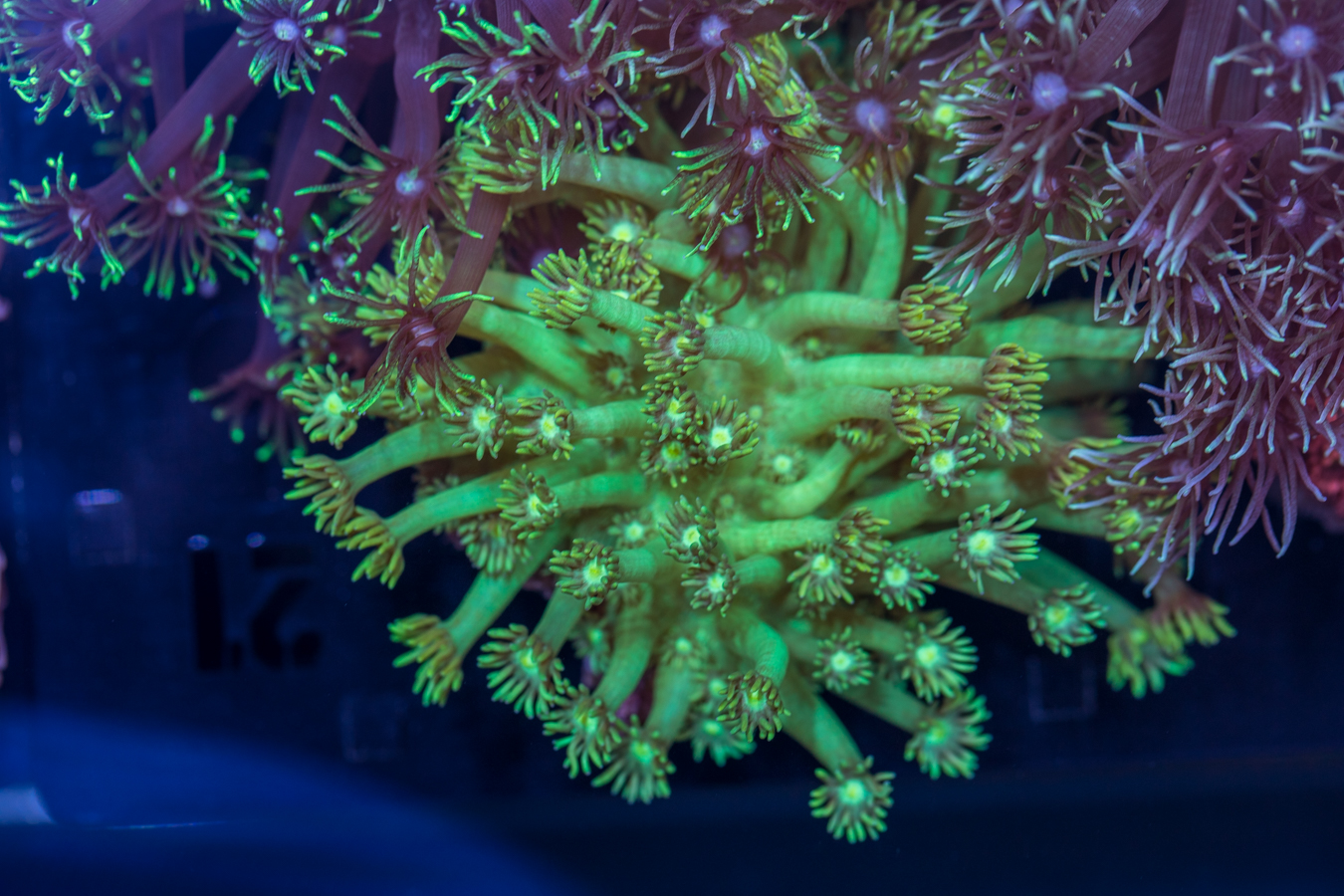 Goniopora 1 Goniopora