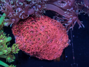 Goniopora