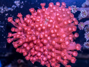 Goniopora