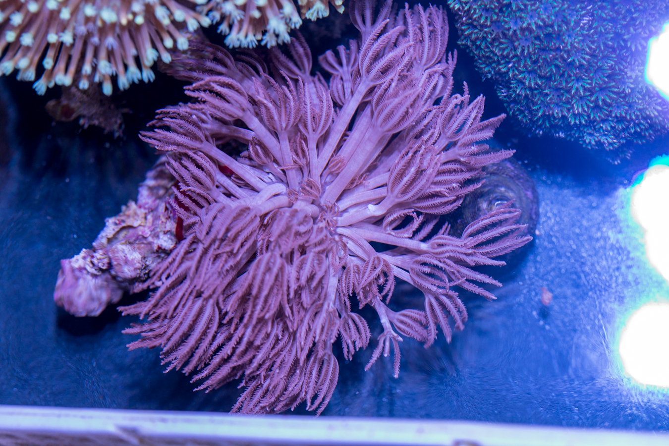 Xenia 1 Xenia