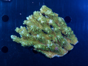 Acropora