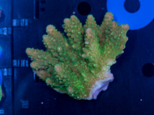 Acropora