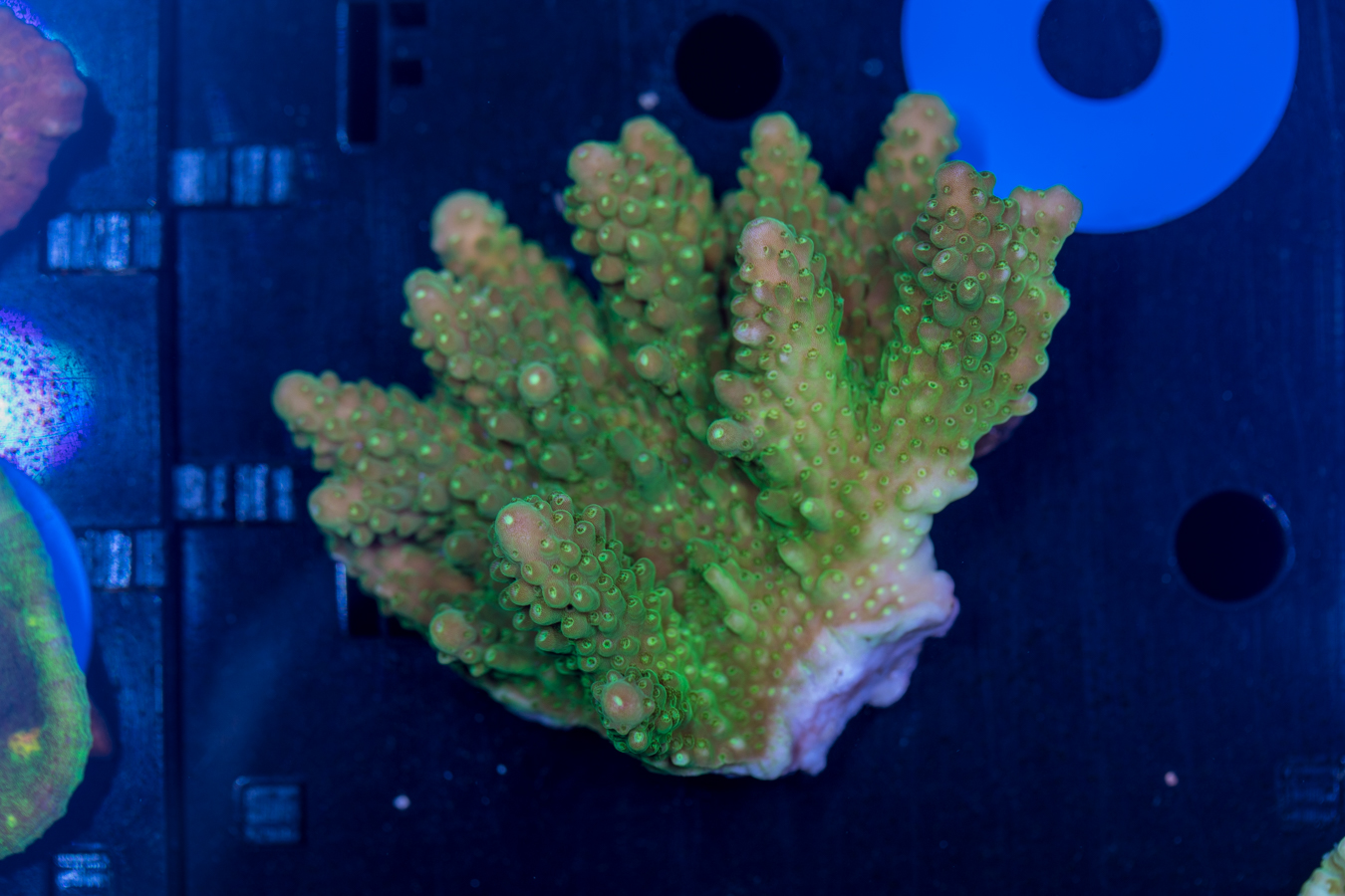 Acropora 1 Acropora