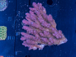 Acropora