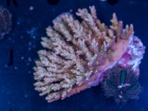 Acropora