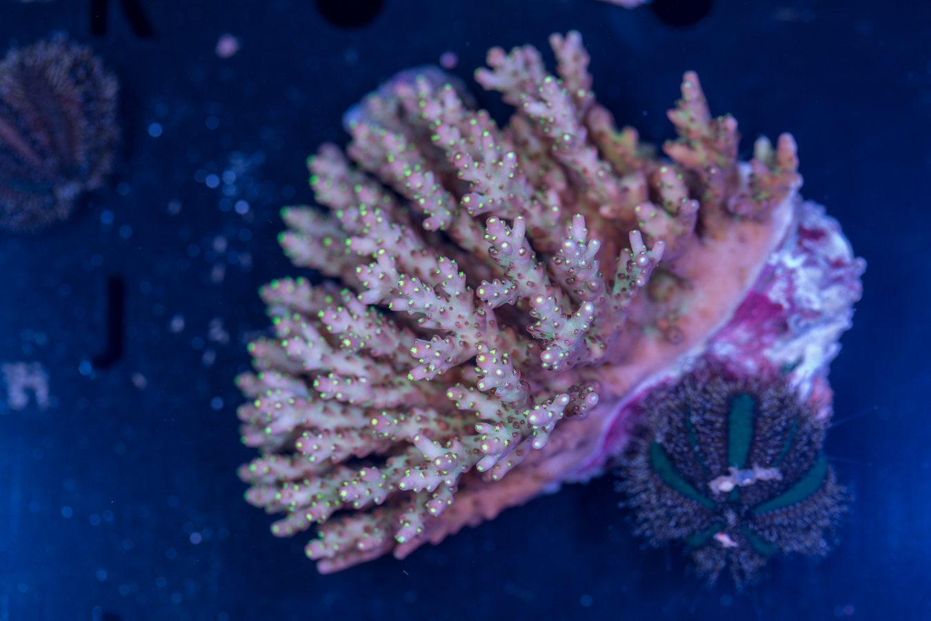 Acropora 1 Acropora