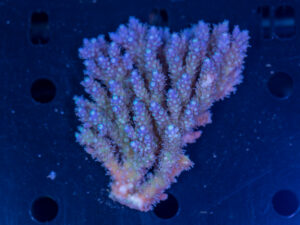 Acropora