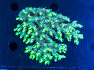 Acropora
