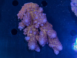 Acropora