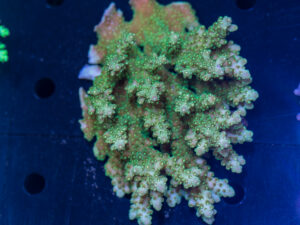 Acropora