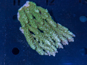 Acropora