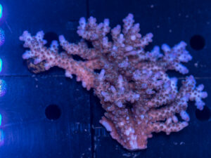 Acropora