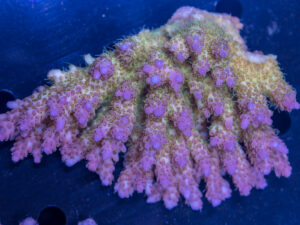 Acropora