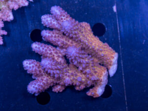 Acropora