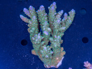 Acropora